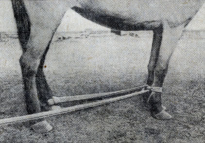 Рис. 2. Положение веревки на путах передних конечностей лошади