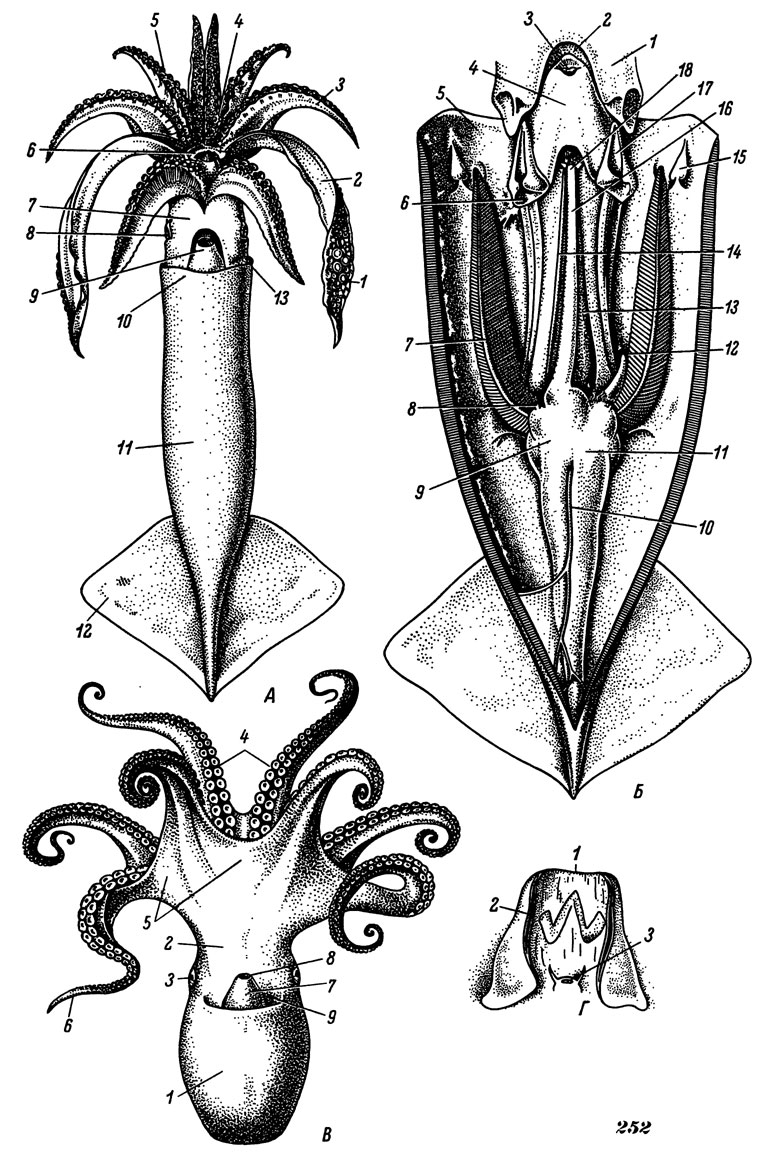 Каракатица организм. Головоногие моллюски строение кальмар. Анатомия головоногого моллюска. Строение головоногих моллюсков кальмара. Головоногие моллюски внешнее строение.
